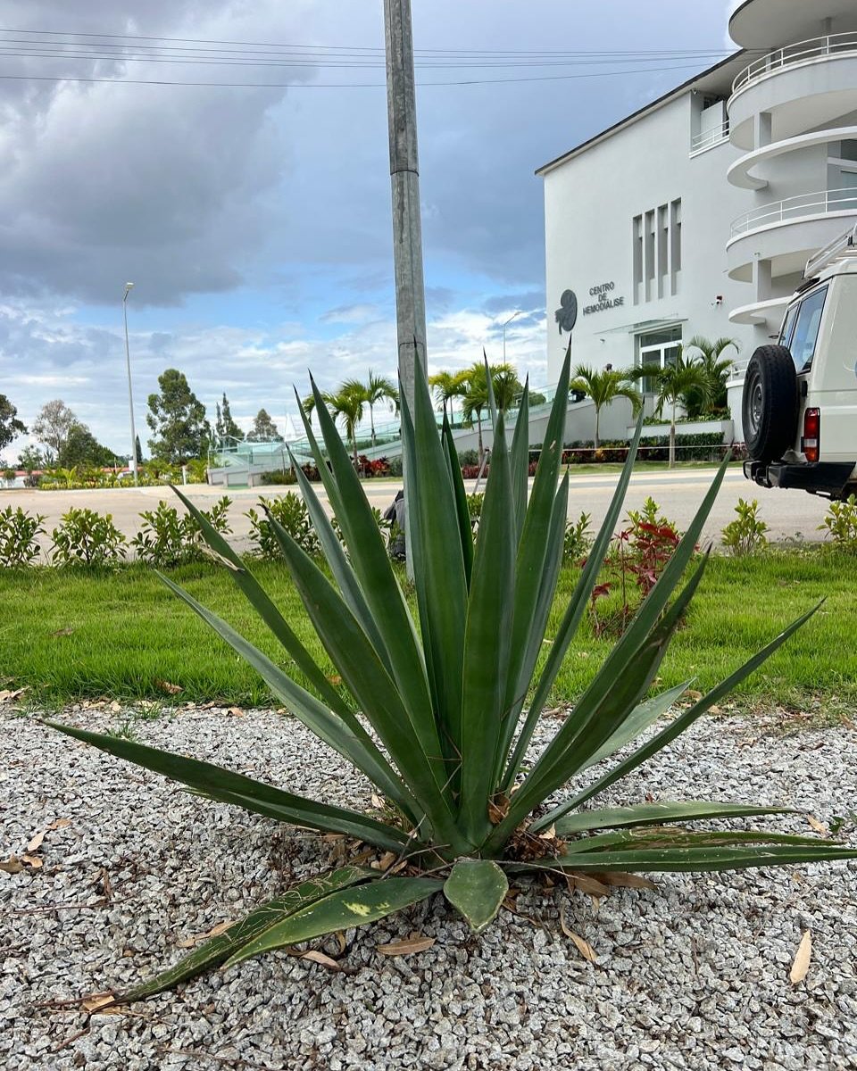 Planta Medicinal