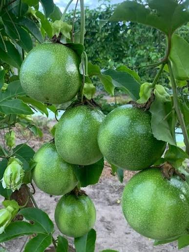 Maracujazeiro